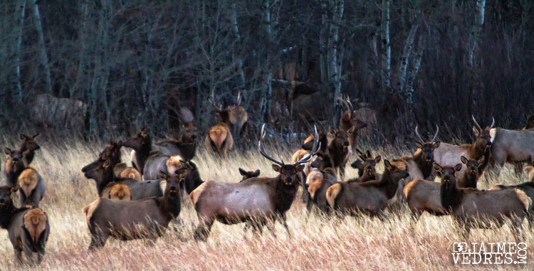 Waterton Elk Herd, Southern Alberta