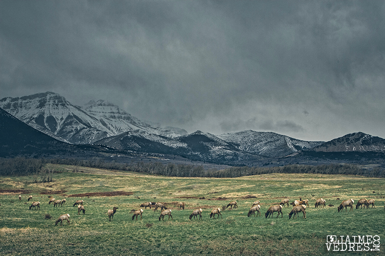 Elk Herd, Waterton Alberta