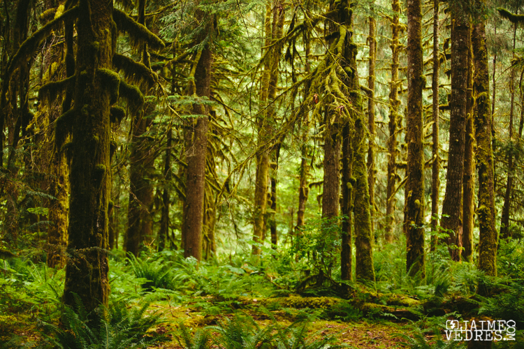 Forest, Squamish BC