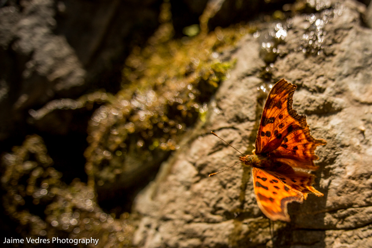Butterfly in Waterton, Alberta