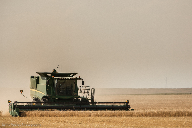 Combine Harvesting Grain