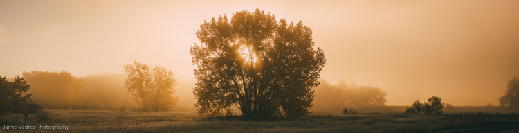 Lethbridge Fog Tree