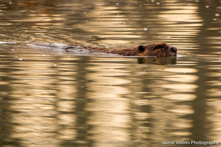 Beaver Swimming